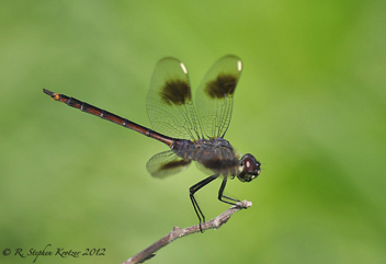 Brachymesia gravida, female